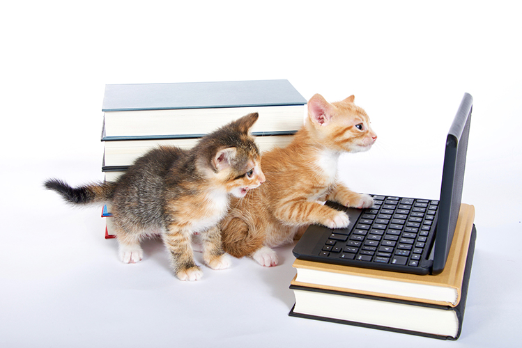 Two kittens with laptop