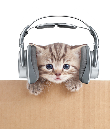 Kitten with headphones Image